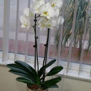 Meet your Posher, Ana